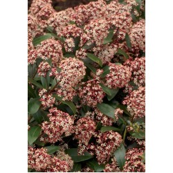 SKIMMIA JAPONICA RUBELLA 
