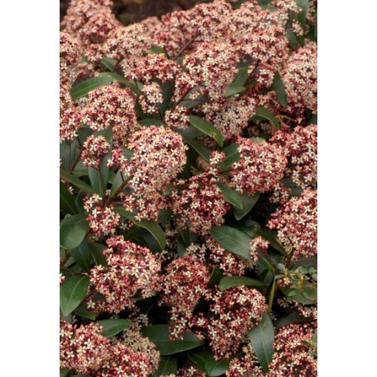 SKIMMIA JAPONICA RUBELLA