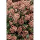 SKIMMIA JAPONICA RUBELLA