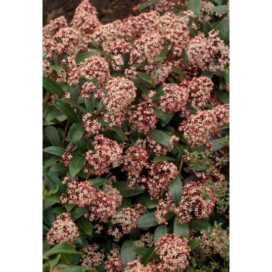 SKIMMIA JAPONICA RUBELLA