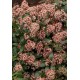 SKIMMIA JAPONICA RUBELLA