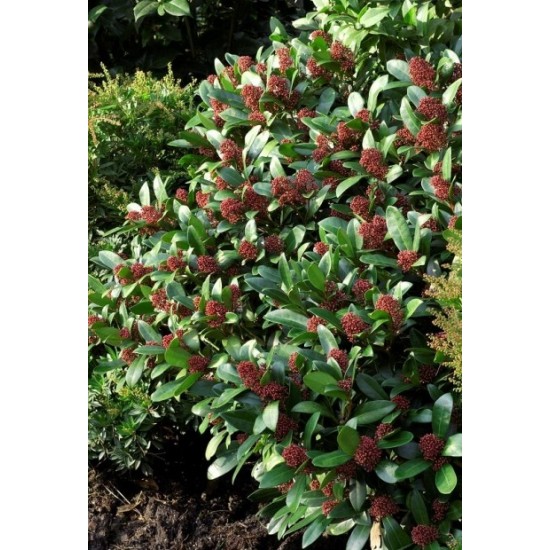 SKIMMIA JAPONICA RUBELLA