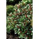 SKIMMIA JAPONICA RUBELLA