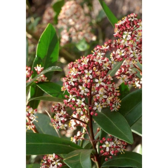 SKIMMIA JAPONICA RUBELLA