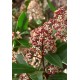 SKIMMIA JAPONICA RUBELLA