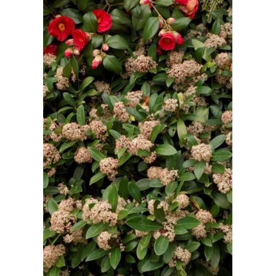SKIMMIA JAPONICA RUBELLA