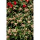 SKIMMIA JAPONICA RUBELLA