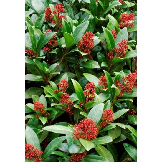 SKIMMIA JAPONICA RUBELLA