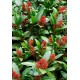SKIMMIA JAPONICA RUBELLA