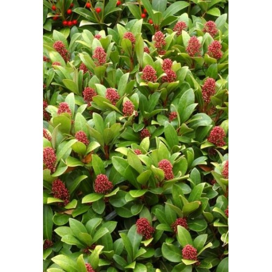 SKIMMIA JAPONICA RUBELLA