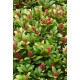 SKIMMIA JAPONICA RUBELLA