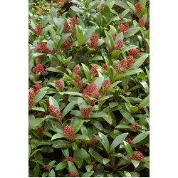 SKIMMIA JAPONICA RUBELLA 