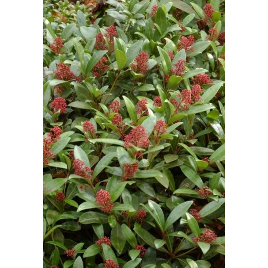 SKIMMIA JAPONICA RUBELLA