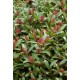 SKIMMIA JAPONICA RUBELLA