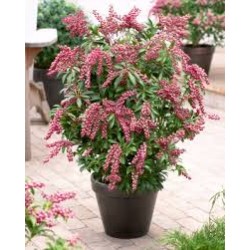 PIERIS JAPONICA PASSION
