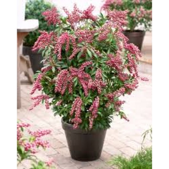 PIERIS JAPONICA PASSION