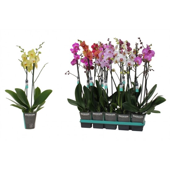 PHALAENOPSIS DECORUM 2 VARAS M-12