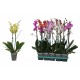 PHALAENOPSIS DECORUM 2 VARAS M-12