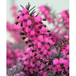 ERICA DARLEYENSIS TYANN COV