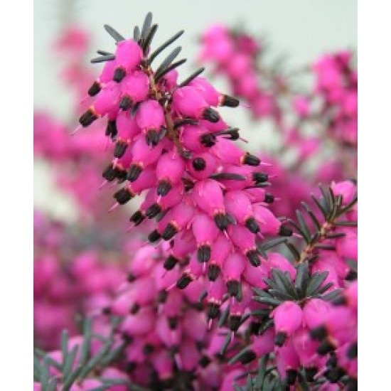 ERICA DARLEYENSIS TYANN COV