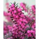 ERICA DARLEYENSIS TYANN COV