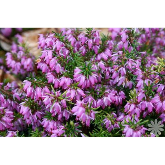 ERICA DARLEYENSIS DARLEY DALE