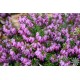 ERICA DARLEYENSIS DARLEY DALE