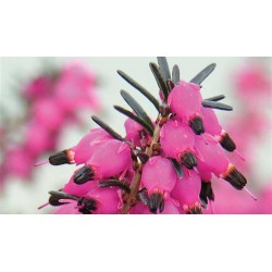 ERICA DARLEYENSIS TYANN COV