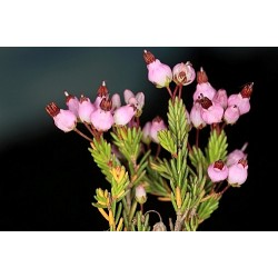 ERICA TERMINALIS