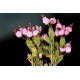 ERICA TERMINALIS