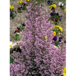 ERICA CANALICULATA