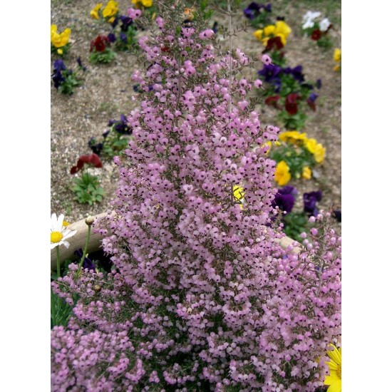 ERICA CANALICULATA