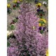 ERICA CANALICULATA