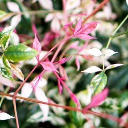 NANDINA DOMESTICA TWILIGHT