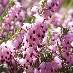 ERICA DARLEYENSIS DARLEY DALE