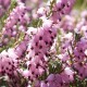ERICA DARLEYENSIS DARLEY DALE