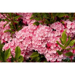 KALMIA LATIFOLIA OLYMPIC FIRE