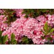 KALMIA LALIFOLIA OLYMPIC FIRE