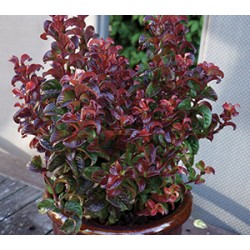 LEUCOTHOE AXILLARIS TWISTING RED 