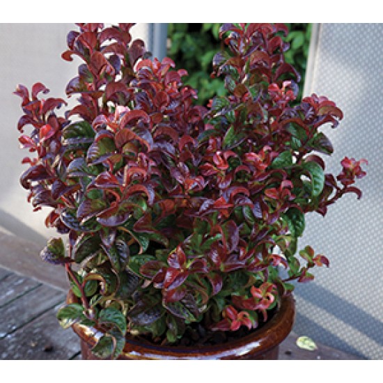 LEUCOTHOE AXILLARIS TWISTING RED