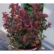 LEUCOTHOE AXILLARIS TWISTING RED