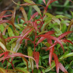 LEUCOTHOE KEISKEI HALLOWEEN