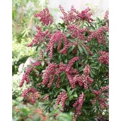 PIERIS JAPONICA PASSION