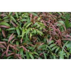 LEUCOTHOE KEISKEI HALLOWEEN