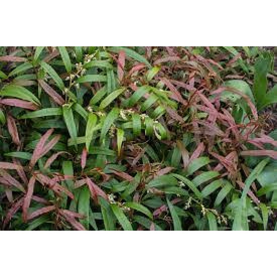 LEUCOTHOE KEISKEI HALLOWEEN