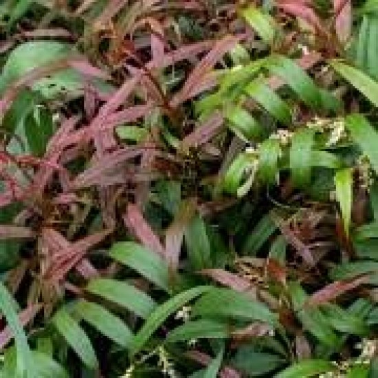LEUCOTHOE KEISKEI HALLOWEEN