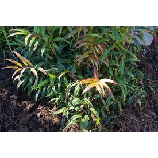 LEUCOTHOE KEISKEI HALLOWEEN