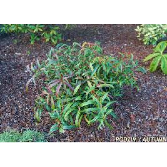 LEUCOTHOE KEISKEI HALLOWEEN