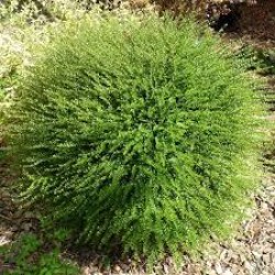 LONICERA NITIDA COMPACT BOULE