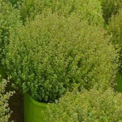 LONICERA NITIDA COMPACT BOULE